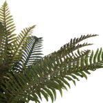 Fern Bunch - Image 4