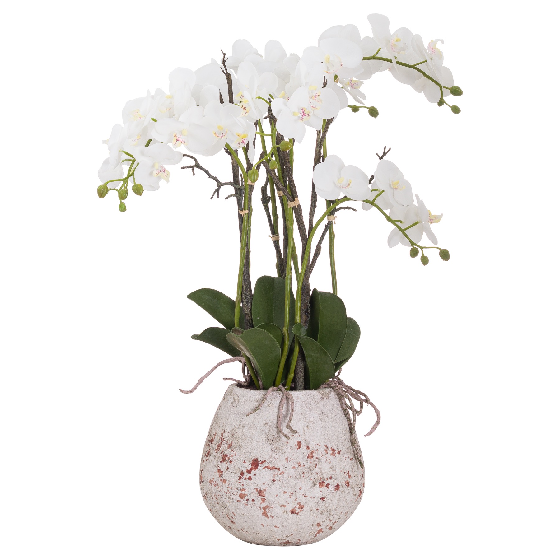 20430.jpg Large Stone Potted Orchid With Roots - Image 1