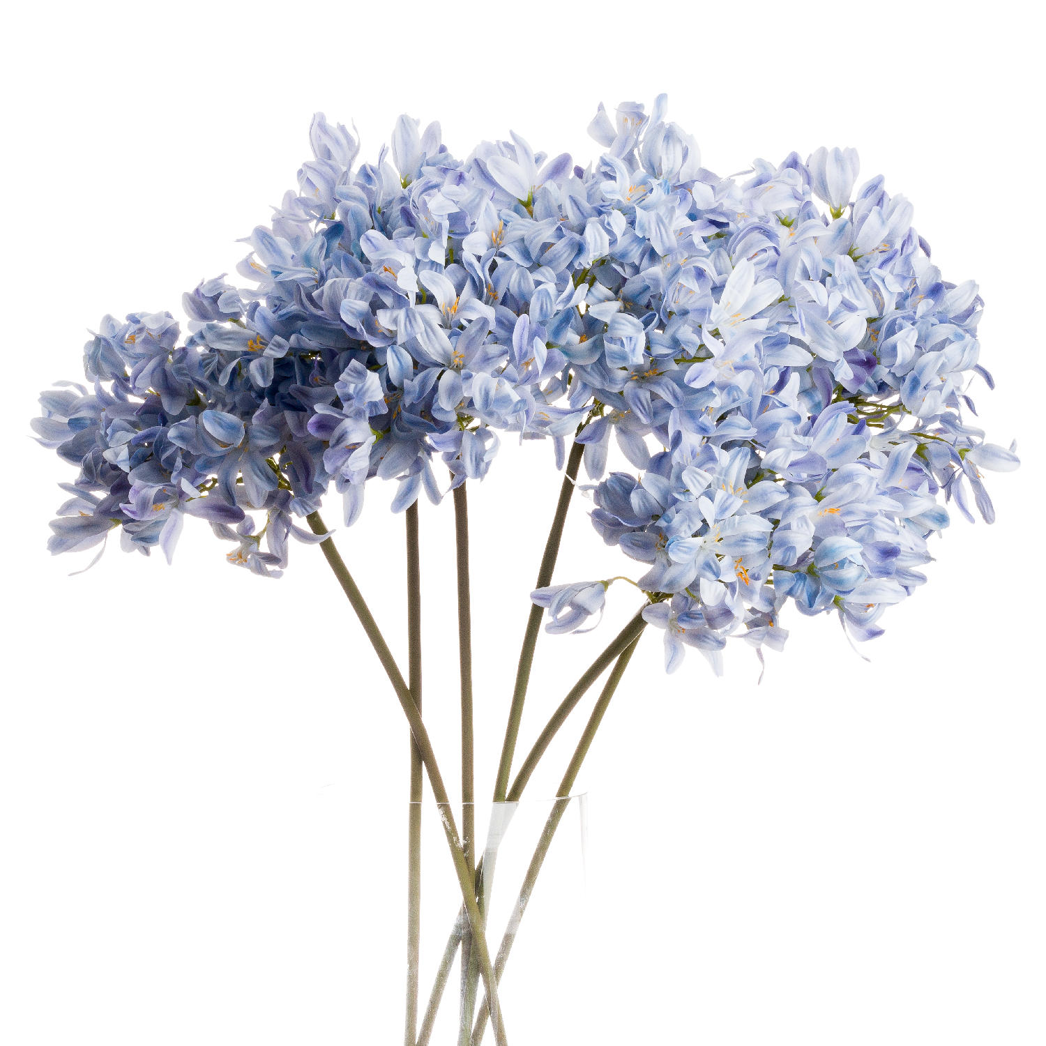 20888.jpg Light Blue Large Headed Agapanthus - Image 1