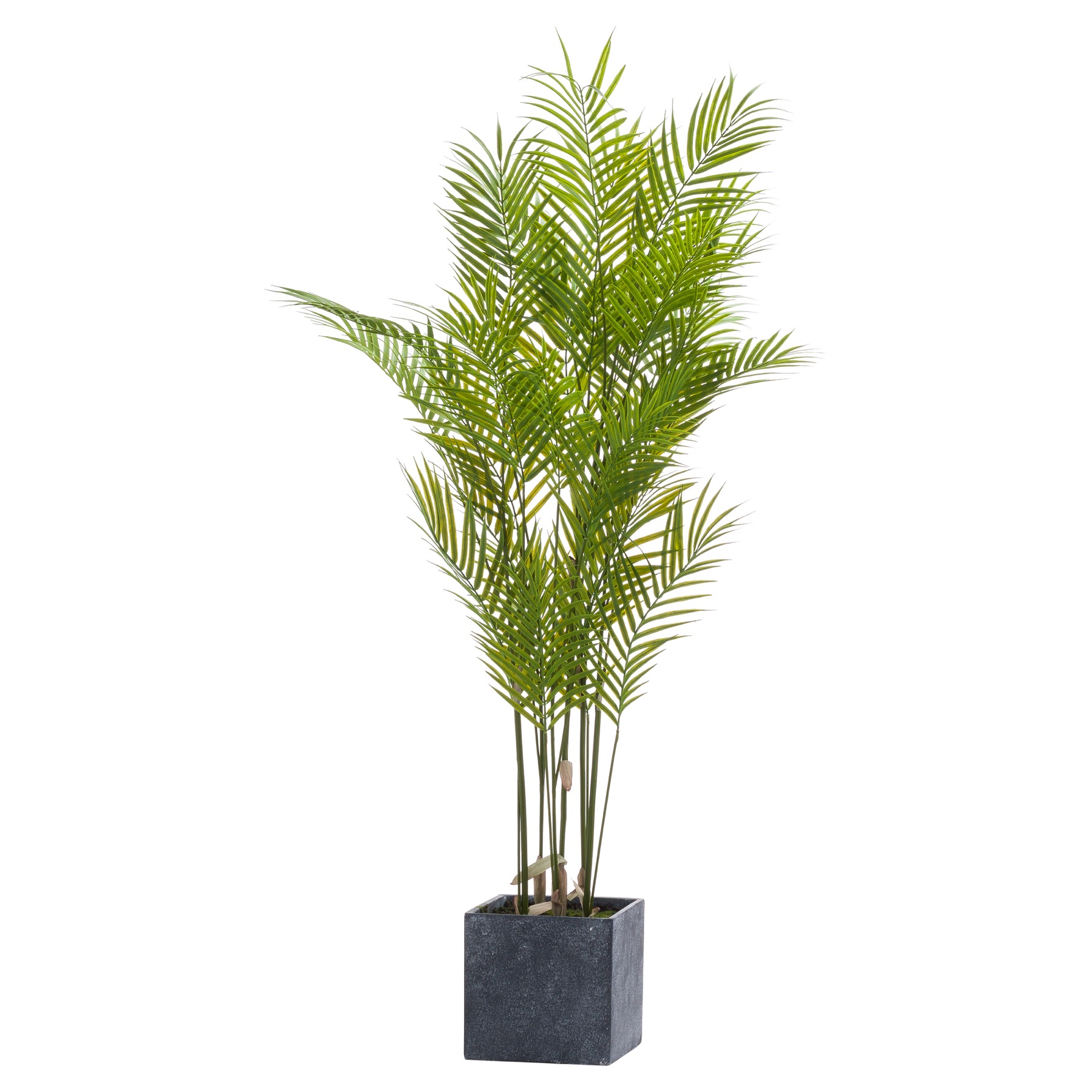 21239.jpg Large Paradise Potted Palm - Image 1