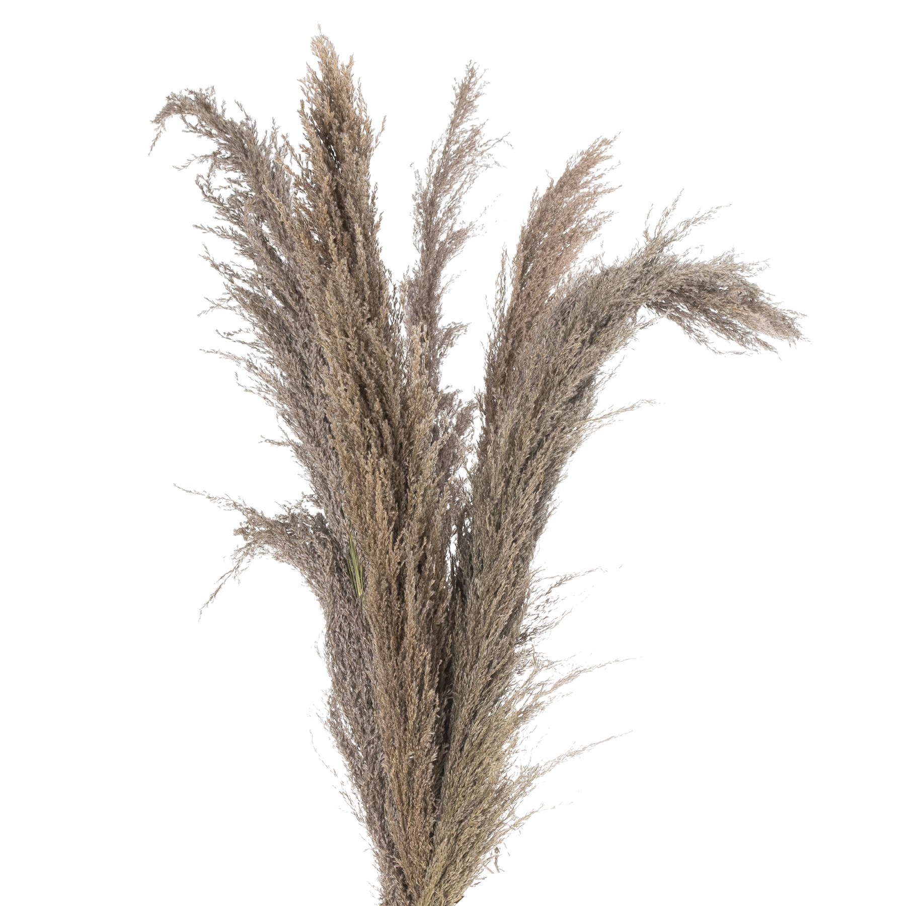 21703.jpg Natural Pampas Grass Stem - Image 1