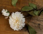 White Dahlia Stem - Image 3