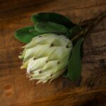 Large White Protea - Image 3
